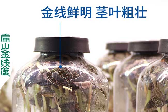 2023標準 巴南黔江江津的金線蓮種植基地 種苗批發價0.69元