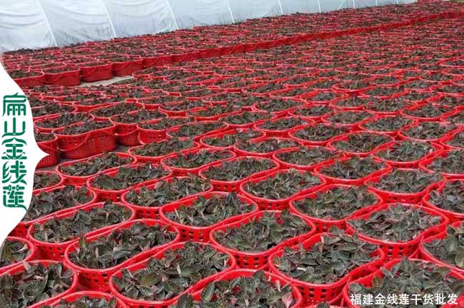北京金線蓮種苗批發