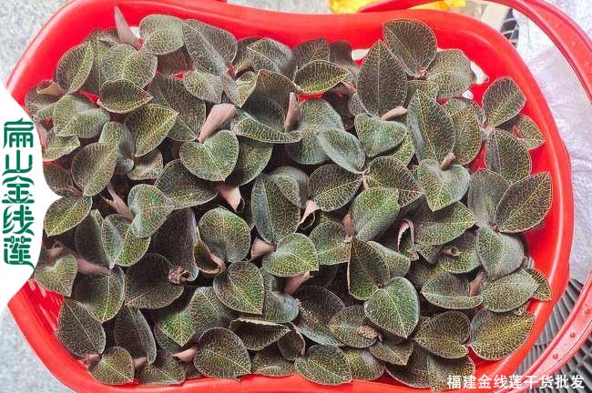 南靖金線蓮種苗批發