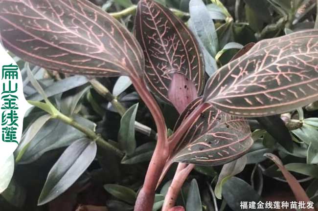 干貨種苗四川鐵皮石斛T金線蓮種苗場 批發金釵銅皮鼓槌價3元