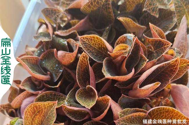 漳州金線蓮軒批發