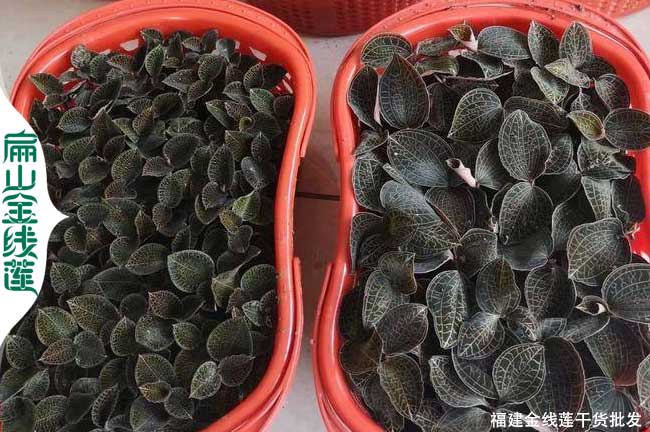 福建標準茶葉苗培育基地 鐵觀音龍井浙農117烏龍茶葉批發1元