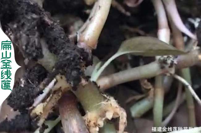 臺州金線蓮養殖
