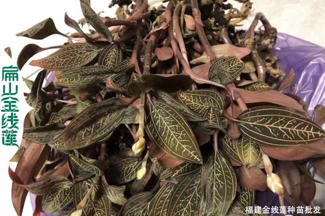 龍巖金線蓮批發