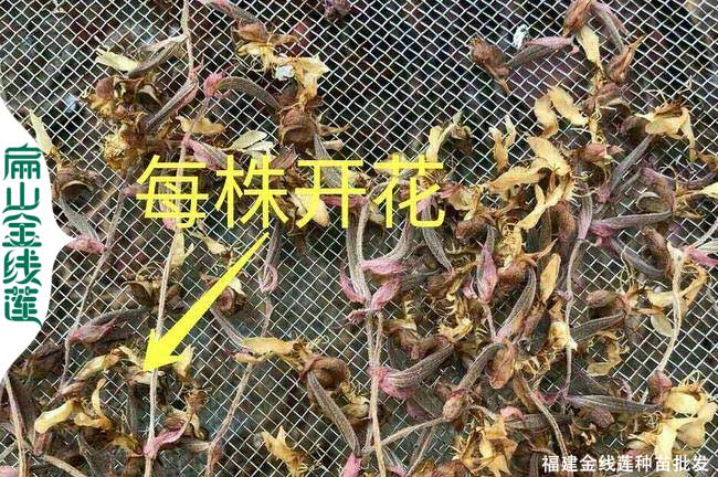 北京整珠金線蓮批發