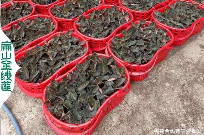 上海金線種苗批發