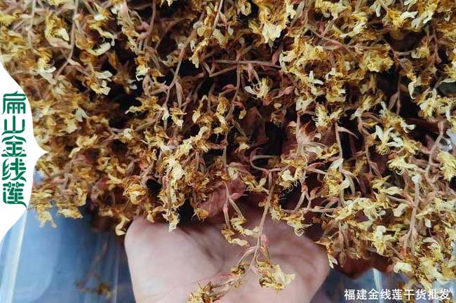 貴州金線蓮干貨批發