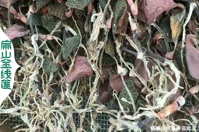 龍巖金線蓮干貨批發