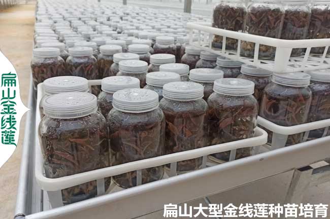 泉州金線蓮瓶苗批發