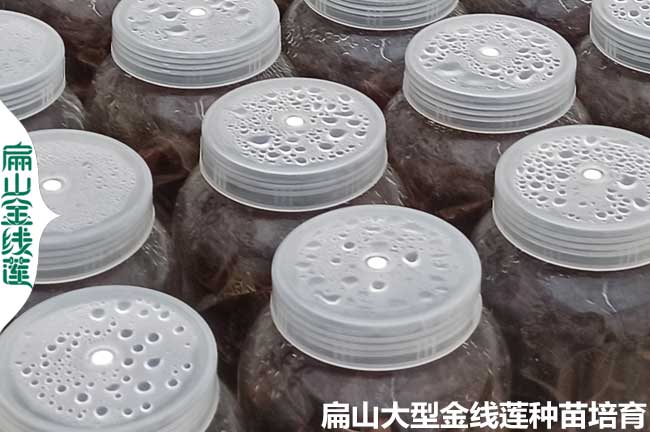 16點種植金線蓮的土壤條件澆水 品種選擇 環境密度 時間氣候