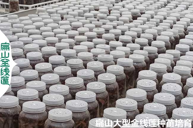 河南金線蓮瓶裝苗批發