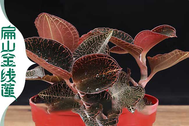 贛州 江西金線蓮種植基地批發紅霞紅桿金線蓮種苗價格8元