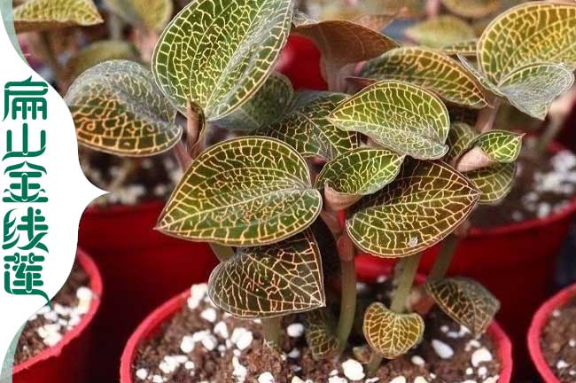 大九江金線蓮種植基地批發 江西九江金線蓮種苗價格9.1元