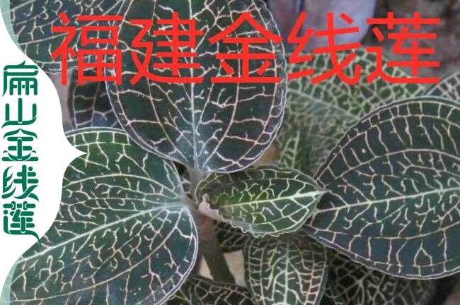 福建金線蓮苗批發