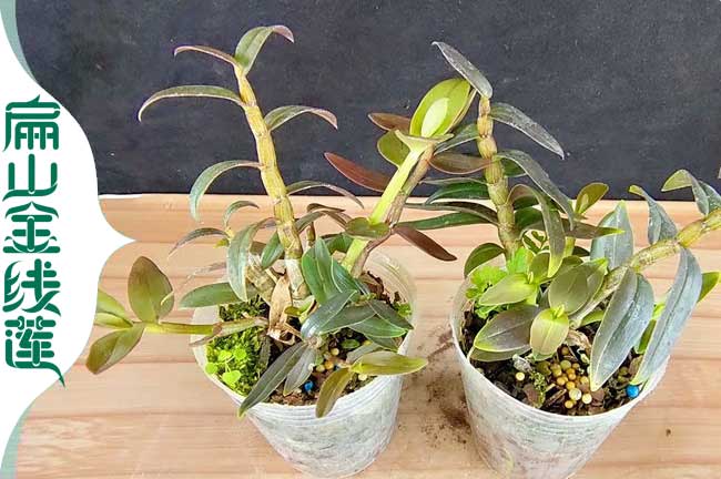 金華鐵皮石斛批發
