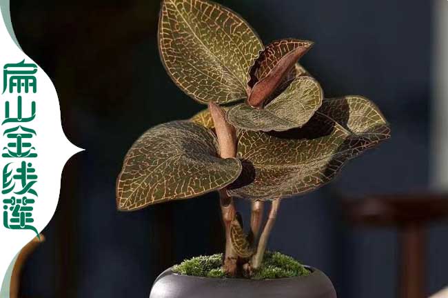 扁山金線蓮重慶種植區：渝中萬州涪陵金線蓮種苗批發1.2元/珠