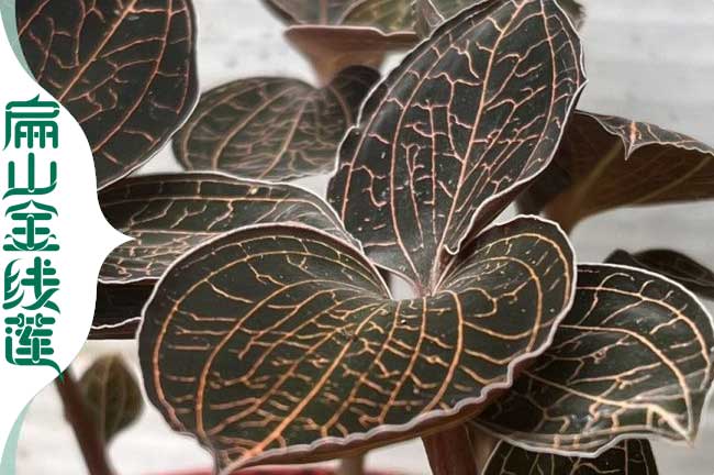 廣東紅霞金線蓮批發