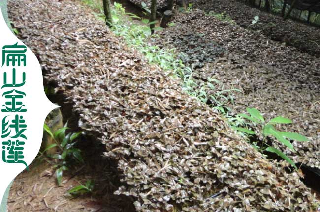 韶關林下種植金線蓮