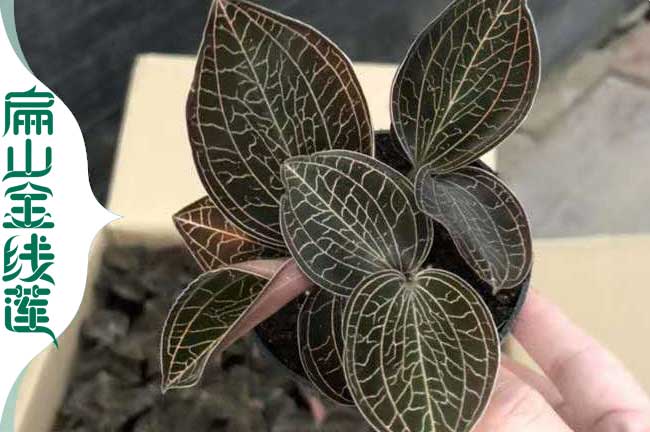 廣西金線蓮種植技術培訓