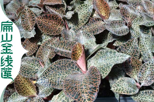 大湖州金線蓮種植 湖州金線蓮種植基地批發紅霞大葉土培8元KE