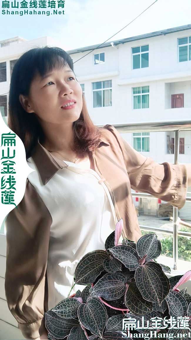 臺灣金線蓮批發