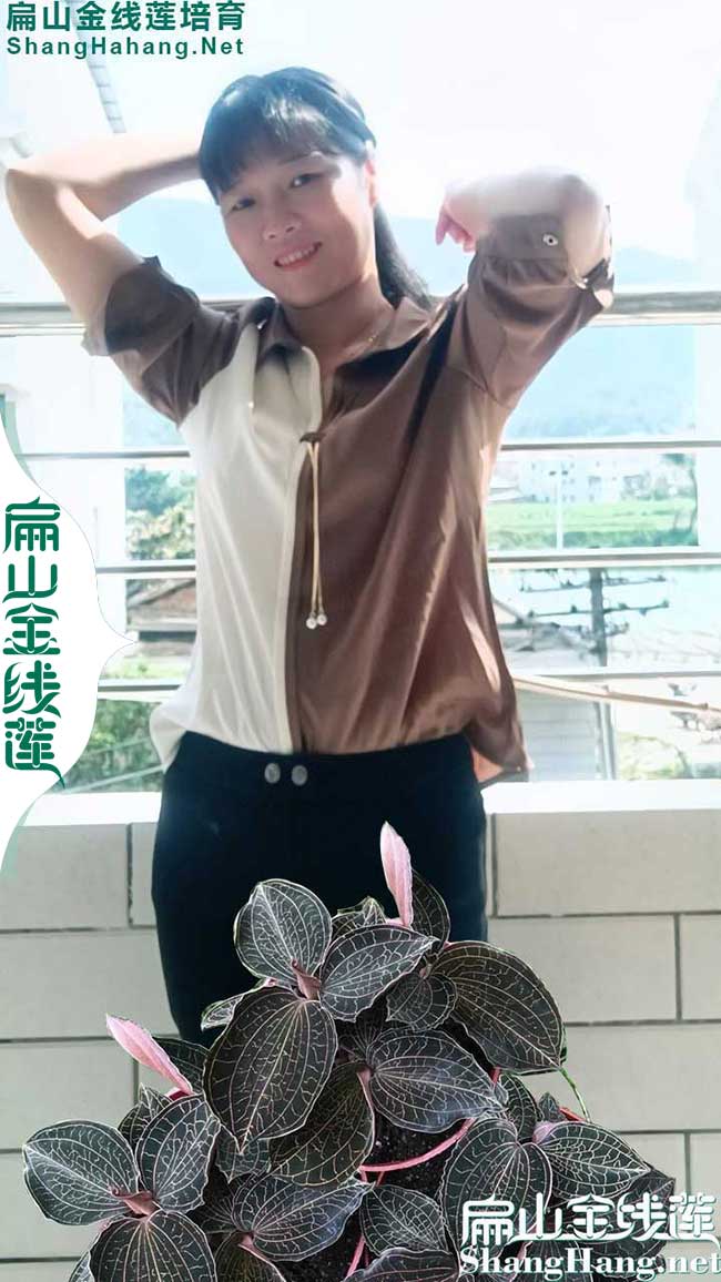 BS廣州金線蓮種植標準基地 廣州金線蓮種苗多少錢一瓶9元