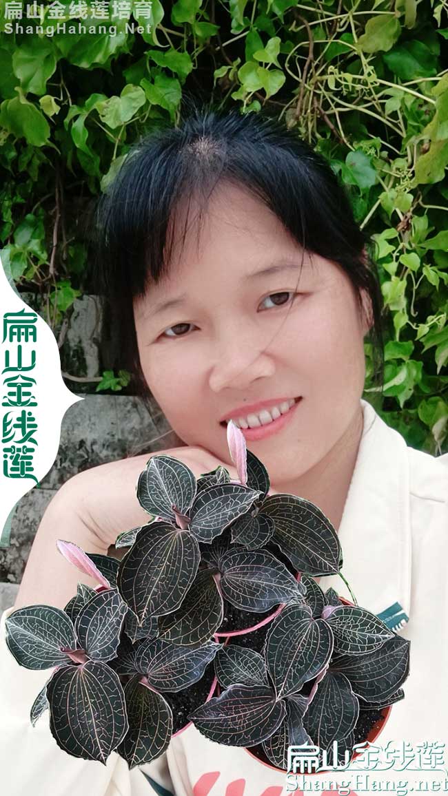 三明賣金線蓮種植基地 三明金線蓮瓶裝組培苗批發多少錢一珠