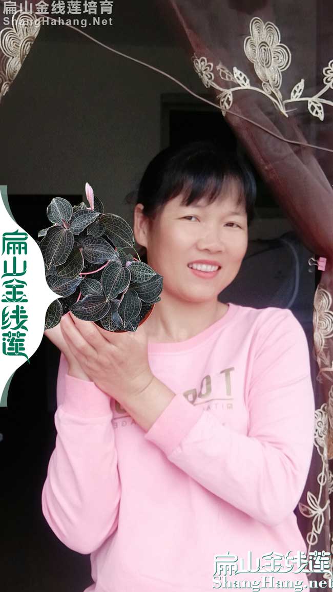 杭州紅霞馴化金線蓮種苗批發 杭州組培苗土培金線蓮種苗批發18元