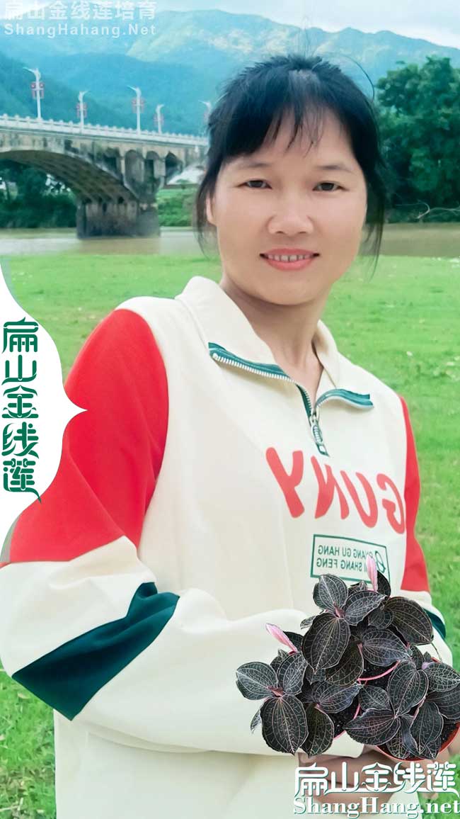 陽江瓶裝金線蓮批發