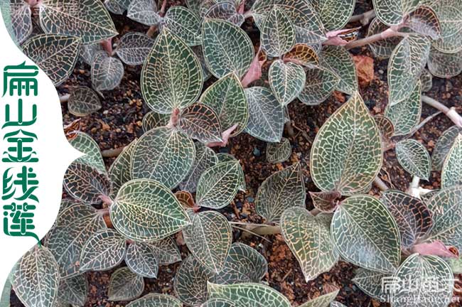 大衢州紅霞金線蓮種植批發 衢州紅桿金線蓮種植價格0.88元/珠