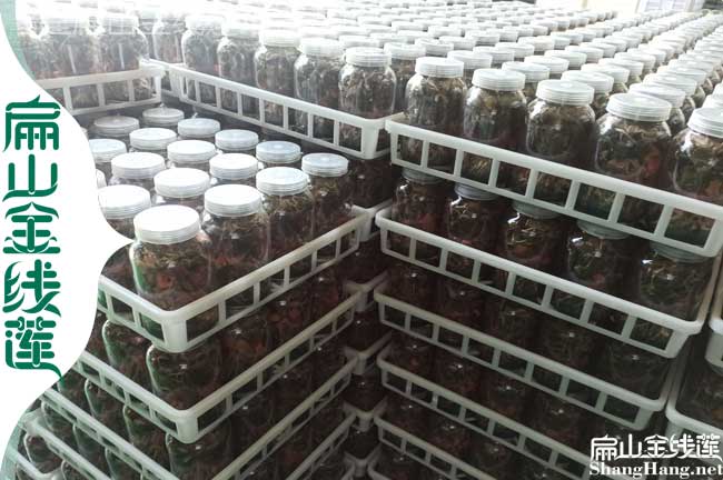 瓶裝臺灣金線蓮種植基地 臺灣金線蓮種苗批發多少錢一棵1元/珠