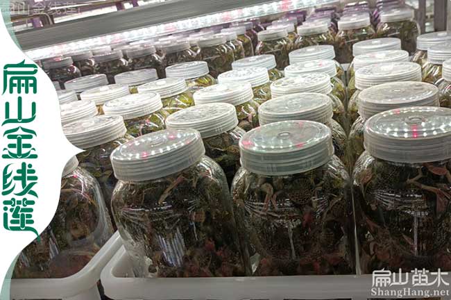 嘉興瓶裝金線蓮苗批發