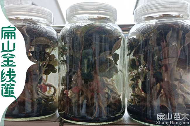 麗水瓶裝金線蓮批發