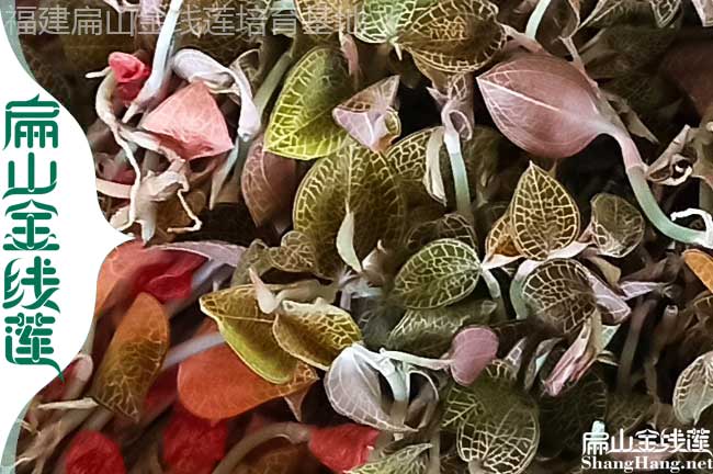 貴港新鮮金線蓮批發