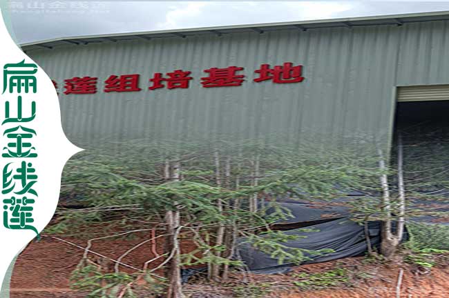 深圳組培金線蓮種苗批發