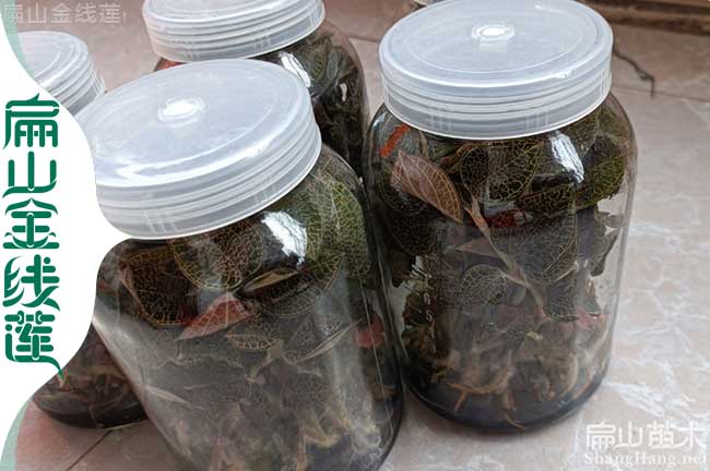 金華瓶裝金線蓮批發