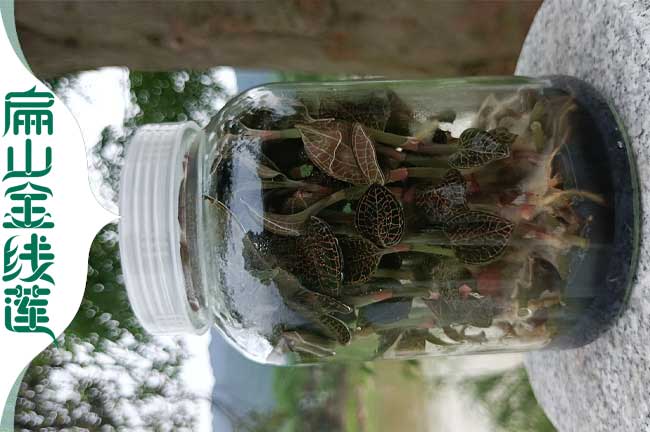 湛江金線蓮瓶苗批發