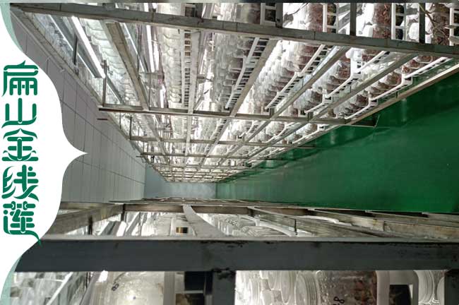 東莞標準金線蓮基地