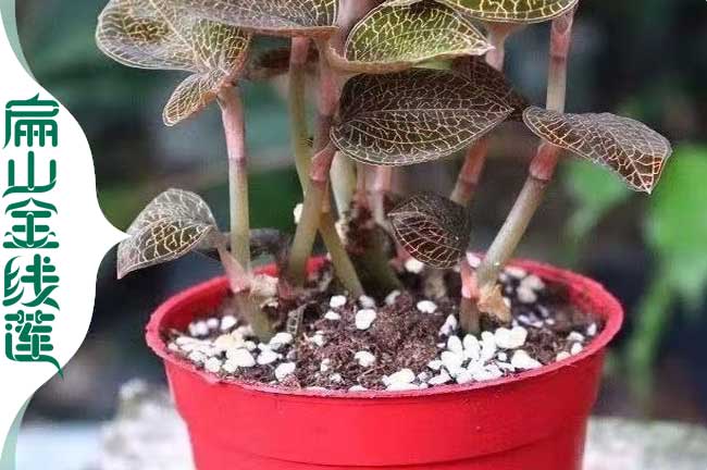 臺州盆栽金線蓮批發