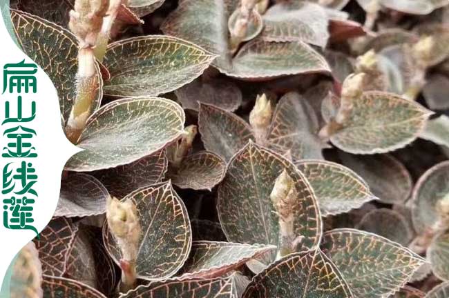 N南寧大型金線蓮種植基地 廣西南寧金線蓮培育批發價格3元