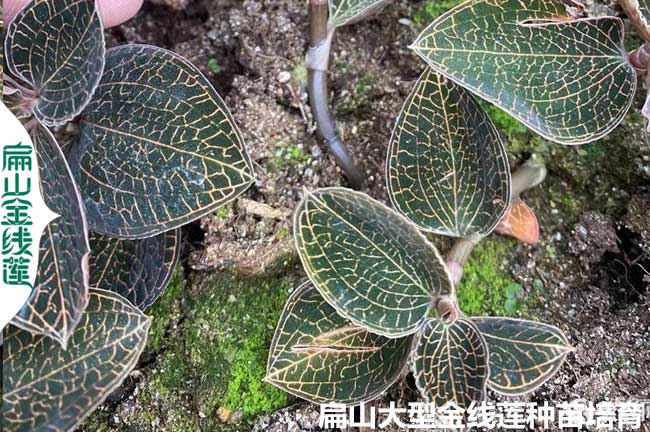 香港臺灣金線蓮種苗 廣東海南楊梅苗 澳門培育批發價9元/杯