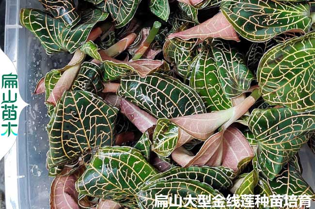 福建新鮮金線蓮批發