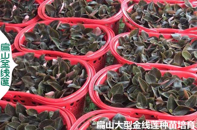 湛江金線蓮藍苗