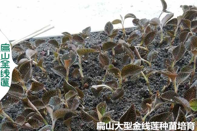 金線蓮的盆栽技術