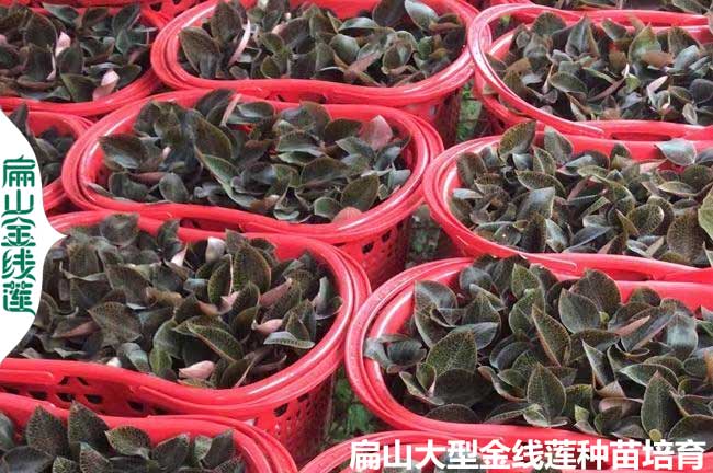 廣東金線蓮種苗批發
