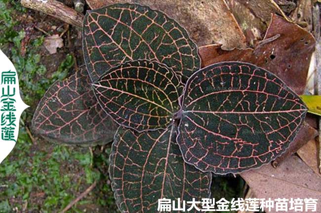 施肥福建金線蓮種植如何澆水 除蟲采收 2024-HG烘干銷售批發