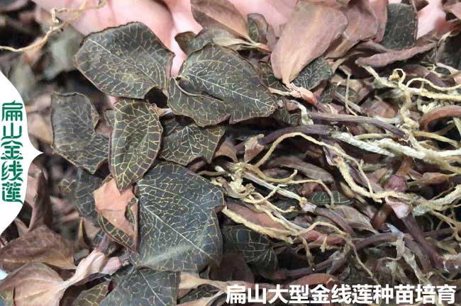 高質量金線蓮干貨