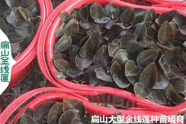 福建大葉金線蓮苗批發
