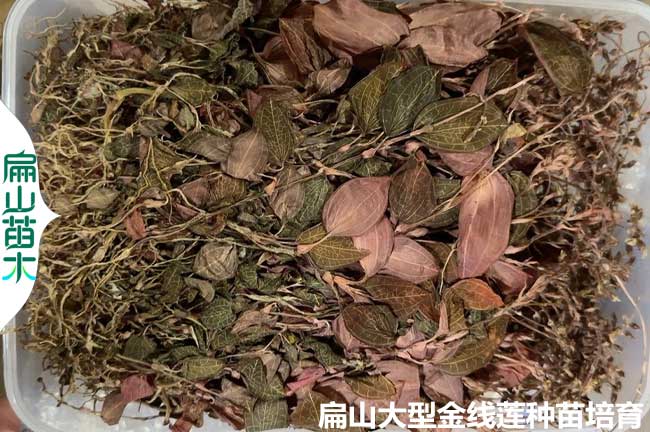 16點種植金線蓮的土壤條件澆水 品種選擇 環境密度 時間氣候