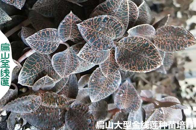 10萬漳州金線蓮種苗批發 漳州金線蓮種苗培育 價格0.89元/珠